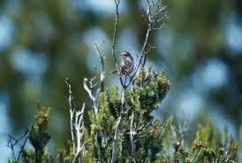 Image result for Sylvia sarda