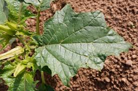 Image result for Datura stramonium