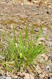 Attēlu rezultāti vaicājumam “Carex pallescens”