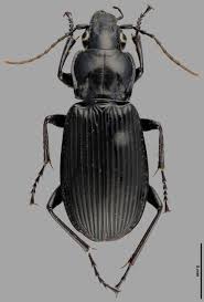 Attēlu rezultāti vaicājumam “Pterostichus aethiops”