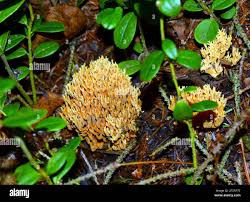 Attēlu rezultāti vaicājumam “Ramaria flava”