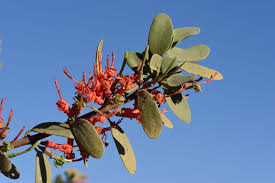 Attēlu rezultāti vaicājumam “Liceaceae”