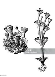 Attēlu rezultāti vaicājumam “Cladonia pyxidata”