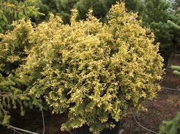 Attēlu rezultāti vaicājumam “Thuja plicata flower”