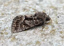 Attēlu rezultāti vaicājumam “Thalpophila matura”