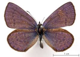 Attēlu rezultāti vaicājumam “Vacciniina optilete”