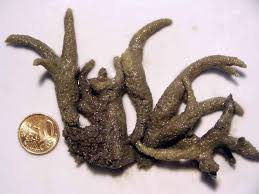 Attēlu rezultāti vaicājumam “Spongilla lacustris”