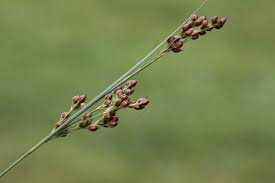 Attēlu rezultāti vaicājumam “Juncus compressus”