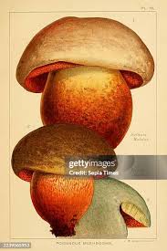 Attēlu rezultāti vaicājumam “Boletus luridus”