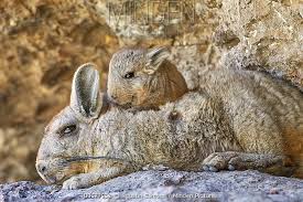 Image result for viscacha