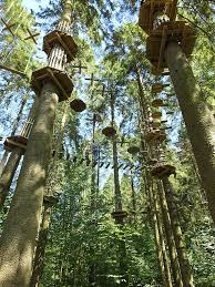 Image result for Go Ape! Grizedale
