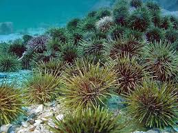 Image result for Strongylocentrotus droebachiensis