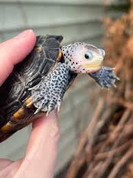 Image result for Malaclemys terrapin