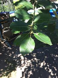 Attēlu rezultāti vaicājumam “Salix myrsinifolia leaf”