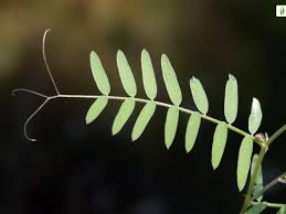 Attēlu rezultāti vaicājumam “Vicia cracca fruit”