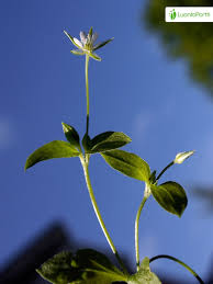 Attēlu rezultāti vaicājumam “Moehringia trinervia”