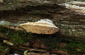 Attēlu rezultāti vaicājumam “Daedalea quercina”