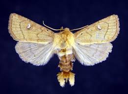 Attēlu rezultāti vaicājumam “Amphipoea”