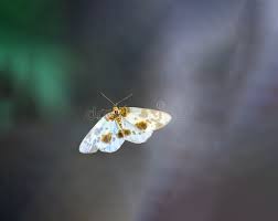 Attēlu rezultāti vaicājumam “Abraxas sylvata larva”