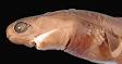 260px-Cookiecutter_shark_head.jpg