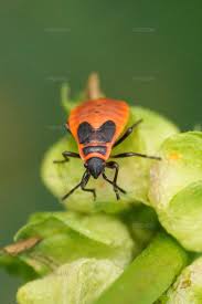 Attēlu rezultāti vaicājumam “Pyrrhocoris apterus imago”