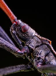 Attēlu rezultāti vaicājumam “Philonotis marchica macro”