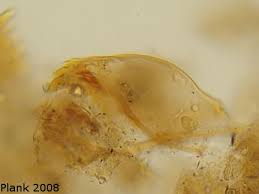 Attēlu rezultāti vaicājumam “Tanytarsus”