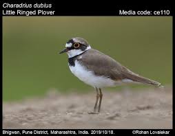 Attēlu rezultāti vaicājumam “Charadrius dubius”