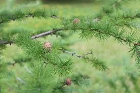 Attēlu rezultāti vaicājumam “Larix kaempferi leaf”