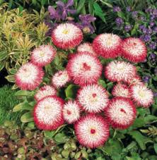 Image result for Bellis perennis