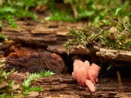 Attēlu rezultāti vaicājumam “Arcyria imperialis”