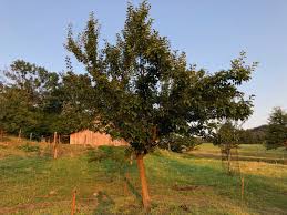 Attēlu rezultāti vaicājumam “Prunus domestica subsp. domestica leaf”