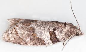 Attēlu rezultāti vaicājumam “Eana incanana”