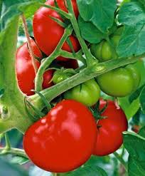 Attēlu rezultāti vaicājumam “Lycopersicon esculentum leaf”