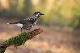 Image result for Nucifraga caryocatactes