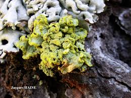 Attēlu rezultāti vaicājumam “Vulpicida pinastri”