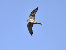 Attēlu rezultāti vaicājumam “Falco subbuteo”
