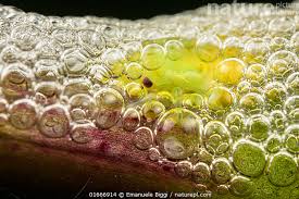 Attēlu rezultāti vaicājumam “Philaenus spumarius nymph”