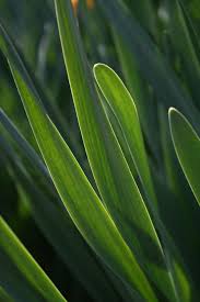 Attēlu rezultāti vaicājumam “Narcissus leaf”