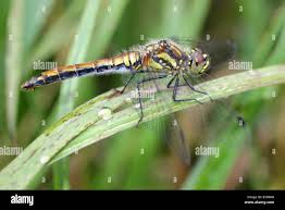 Attēlu rezultāti vaicājumam “Sympetrum danae”