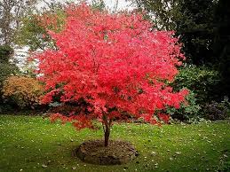 Image result for Acer palmatum `Orange Dream`