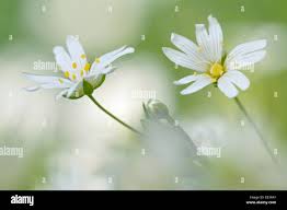 Attēlu rezultāti vaicājumam “Stellaria holostea fruit”