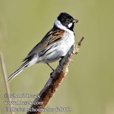 Attēlu rezultāti vaicājumam “Emberiza schoeniclus”