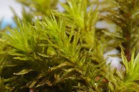 Attēlu rezultāti vaicājumam “Orthotrichum lyellii”