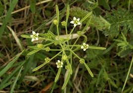 Attēlu rezultāti vaicājumam “Thesium ebracteatum”
