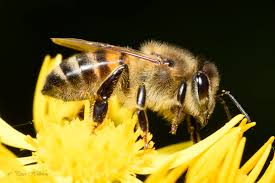 Attēlu rezultāti vaicājumam “Apis mellifera”