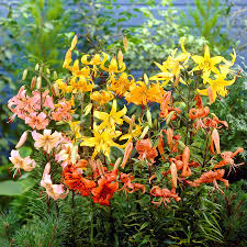 Attēlu rezultāti vaicājumam “Lilium lancifolium flower”