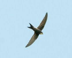 Image result for Apus pacificus