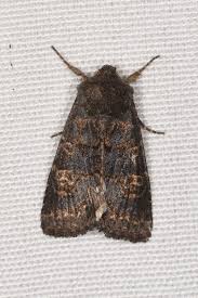 Attēlu rezultāti vaicājumam “Tholera cespitis”