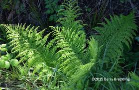 Attēlu rezultāti vaicājumam “Athyrium filix-femina”